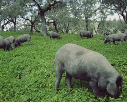 Ibérico Ham, from Farm to Fork Ibérico Ham, from Farm to Fork Three days immersion tour. Stay at a beautiful Ibérico pig farm in Aracena. Experience Ibérico ham at its best & learn to carve it! Private tour starting from 2 people