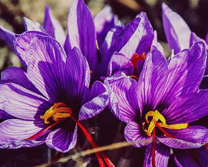 Manchego Cheese, Wine & Saffron Two days culinary tour along the Don Quixote trail from Madrid. Windmills, Manchego cheese & wine, saffron, beautiful Almagro… Private tour, starting from 2 people