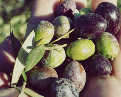 Olive Oil at its Best